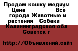 Продам кошку медиум › Цена ­ 6 000 000 - Все города Животные и растения » Собаки   . Калининградская обл.,Советск г.